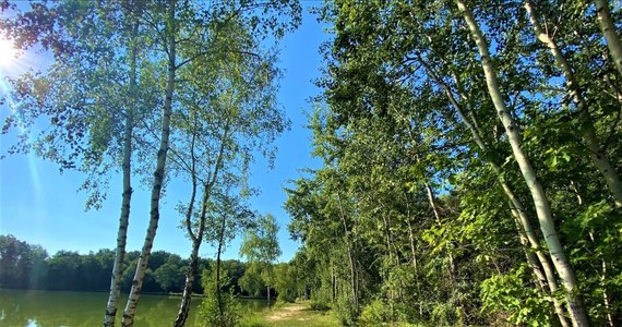 Do piątku trwa przetarg w sprawie nowego parku, który ma powstać w Bronowicach. Utworzenie parku rzecznego Tetmajera ma na celu zagospodarowanie zielonych terenów wzdłuż Strugi Bronowickiej, czyli wzdłuż ul. Tetmajera od parkingu aż po zbiornik wodny Pasternik i teren leśny graniczący z uroczyskiem w Rząsce.