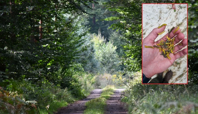 Zakaz wstępu do lasów. Wszystkiemu winny borecznik sosnowiec