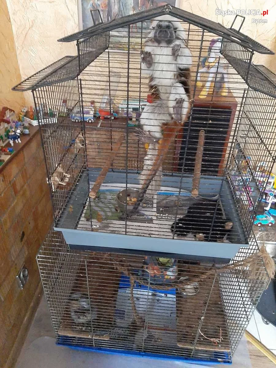 Siedem małp przetrzymywała w domu jedna z mieszkanek Bytomia. Jak informuje policja, po inspekcji przeprowadzonej wspólnie z Powiatowym Inspektoratem Weterynarii i bytomskim Towarzystwem Opieki nad Zwierzętami okazało się, że warunki hodowli były fatalne. Kobieta nie miała też żadnych zezwoleń - poinformowano. 