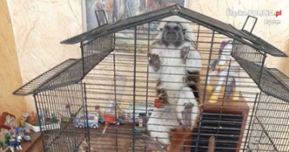 Siedem małp przetrzymywała w domu jedna z mieszkanek Bytomia. Jak informuje policja, po inspekcji przeprowadzonej wspólnie z Powiatowym Inspektoratem Weterynarii i bytomskim Towarzystwem Opieki nad Zwierzętami okazało się, że warunki hodowli były fatalne. Kobieta nie miała też żadnych zezwoleń - poinformowano. 