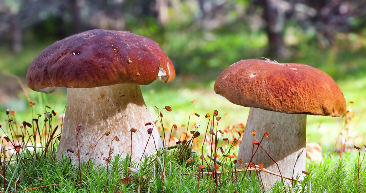 "Borowikowe Eldorado". Grzybiarze zachwyceni nie tylko skalą wysypu