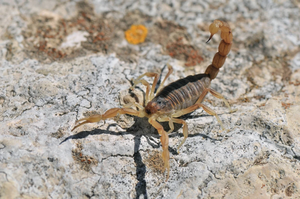 Polska praca dot. zastosowania lodów w medycynie, badania nad lewatywami, którymi odurzali się starożytni Majowie oraz wyjaśnienie, w jaki sposób prawnikom udaje się tworzyć tak niezrozumiałe teksty - to niektóre badania wyróżnione Ig Noblami 2022. Przyznano je po raz 32. w nocy z czwartku na piątek polskiego czasu.