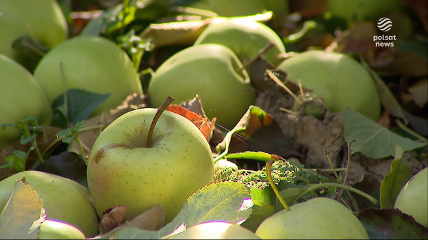 Płaciliśmy za prąd około 250-300 tys. zł rocznie. Teraz mamy rachunek na 1,5 mln rocznie - przekazał w rozmowie z Polsat News Sebastian Szymanowski, dyrektor grupy producentów owoców "Galster". Wyskie ceny energii i produkcji owoców mogą przełożyć się na cenę samych jabłek.
