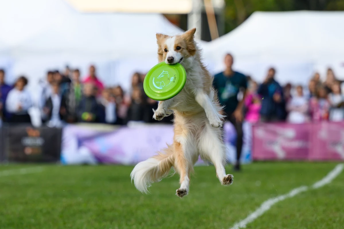 Do niedzieli potrwają Mistrzostwa Świata w Dogfrisbee organizowane po raz pierwszy poza granicami Stanów Zjednoczonych. W tym roku impreza odbywa się w Poznaniu. Dogfrisbee to dyscyplina, która cieszy się coraz większą popularnością.