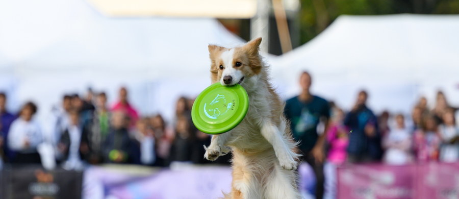 Do niedzieli potrwają Mistrzostwa Świata w Dogfrisbee organizowane po raz pierwszy poza granicami Stanów Zjednoczonych. W tym roku impreza odbywa się w Poznaniu. Dogfrisbee to dyscyplina, która cieszy się coraz większą popularnością.