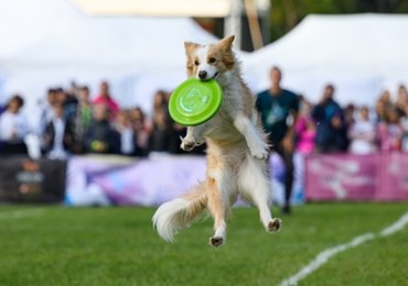 "Latające psy" rywalizują w Poznaniu. Trwają Mistrzostwa Świata w Dogfrisbee
