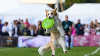 "Latające psy" rywalizują w Poznaniu. Trwają Mistrzostwa Świata w Dogfrisbee