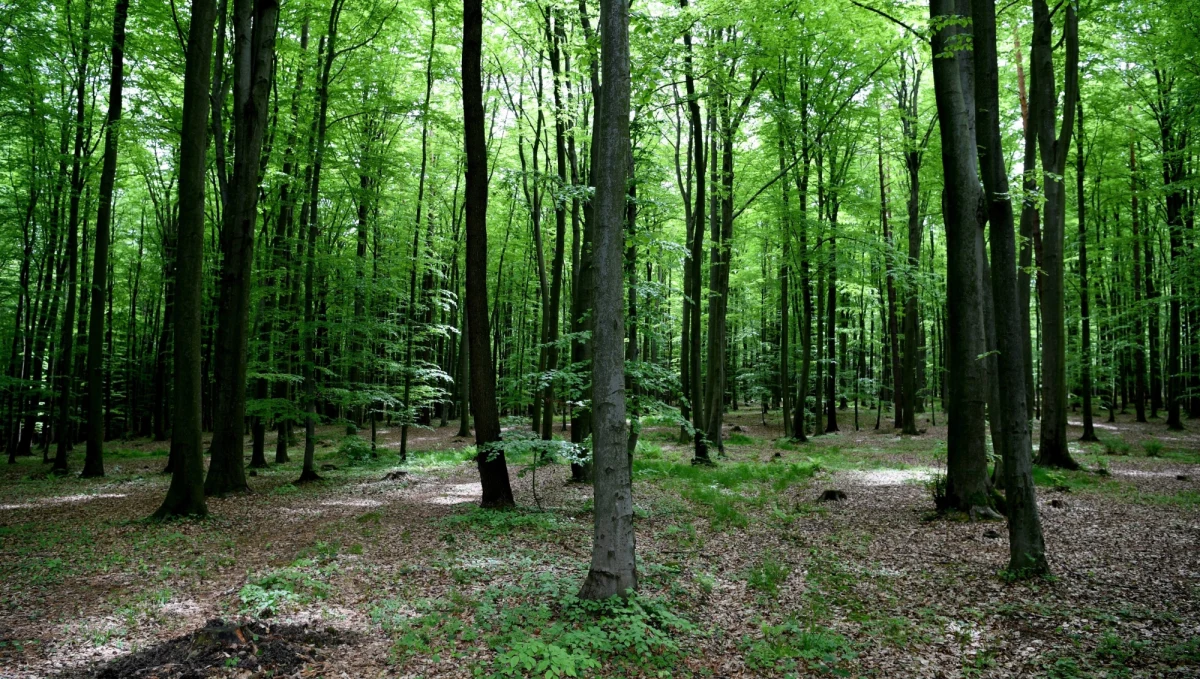 ​Po raz 20. ekolodzy z Klubu Gaja zorganizują ogólnopolskie Święto Drzewa, którego celem jest zaangażowanie Polaków w sadzenie i ochronę drzew. Prezes Klubu Jacek Bożek podał w sobotę, że pod jego auspicjami w ciągu dwóch dekad posadzono już ponad 1 mln drzew.