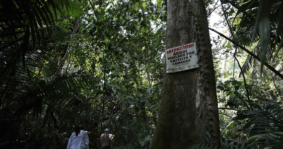 Przed październikowymi wyborami prezydenckimi w Brazylii przedstawiciele wszystkich wspólnot religijnych i Kościołów w tym kraju zaapelowali do kandydatów o zatrzymanie "procesu niszczenia lasów Amazonii w imię doraźnych korzyści".