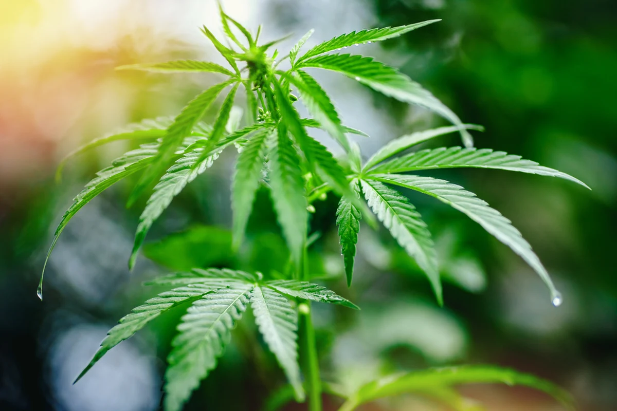 Policjanci z Leżajska ujawnili i zabezpieczyli krzewy konopi indyjskich i słoik z marihuaną. Jak się okazało, właścicielem jest 17-letni mieszkaniec powiatu leżajskiego.