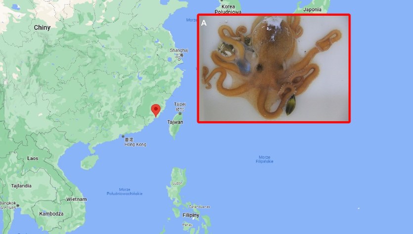 China: Pulpo Callistoctopus xiaohongxu descrito por eruditos