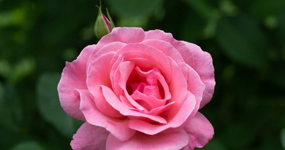 Królowa Elżbieta II miała swoją odmianę...róży! Z myślą o sławnych osobach, od dziesięcioleci powstają nowe odmiany kwiatów. Tę różę wyhodowano w 1953 roku i dedykowano 27-letniej wówczas królowej. Dziś kwiat ten można podziwiać na całym świecie, również w Polsce.