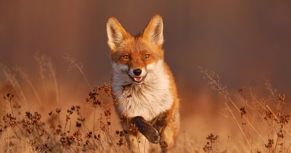 ​Na Podkarpaciu w czwartek rozpocznie się jesienne szczepienie lisów przeciw wściekliźnie. Akcja potrawa do 1 października.