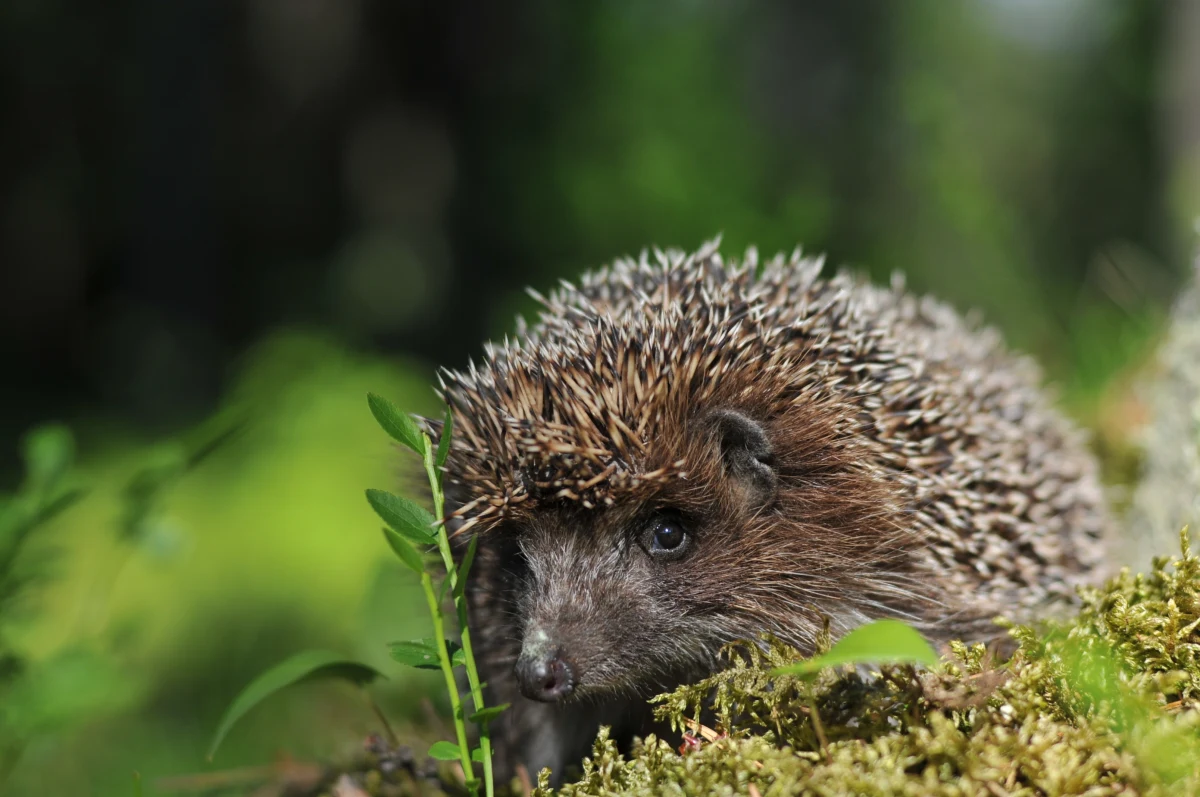 200 domków dla jeży -  specjalnych budek, które mają im pomóc przetrwać zimę - trafi do mieszkańców Sopotu. Zostały zakupione z budżetu obywatelskiego i można je odbierać już w Urzędzie Miasta.


