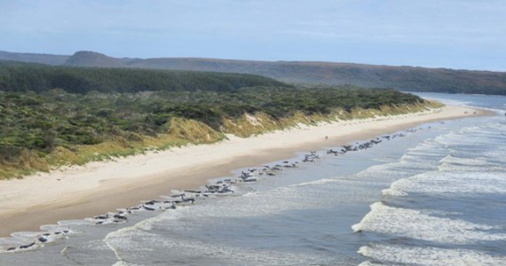 Około 230 waleni zostało wyrzuconych na brzeg australijskiej wyspy Tasmanii. Nawet połowa z nich może już być martwa - przekazał w oświadczeniu tasmański departament środowiska i zasobów naturalnych.