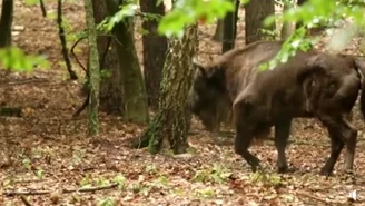 Ktoś postrzelił żubra. Zwierzę nie przeżyło