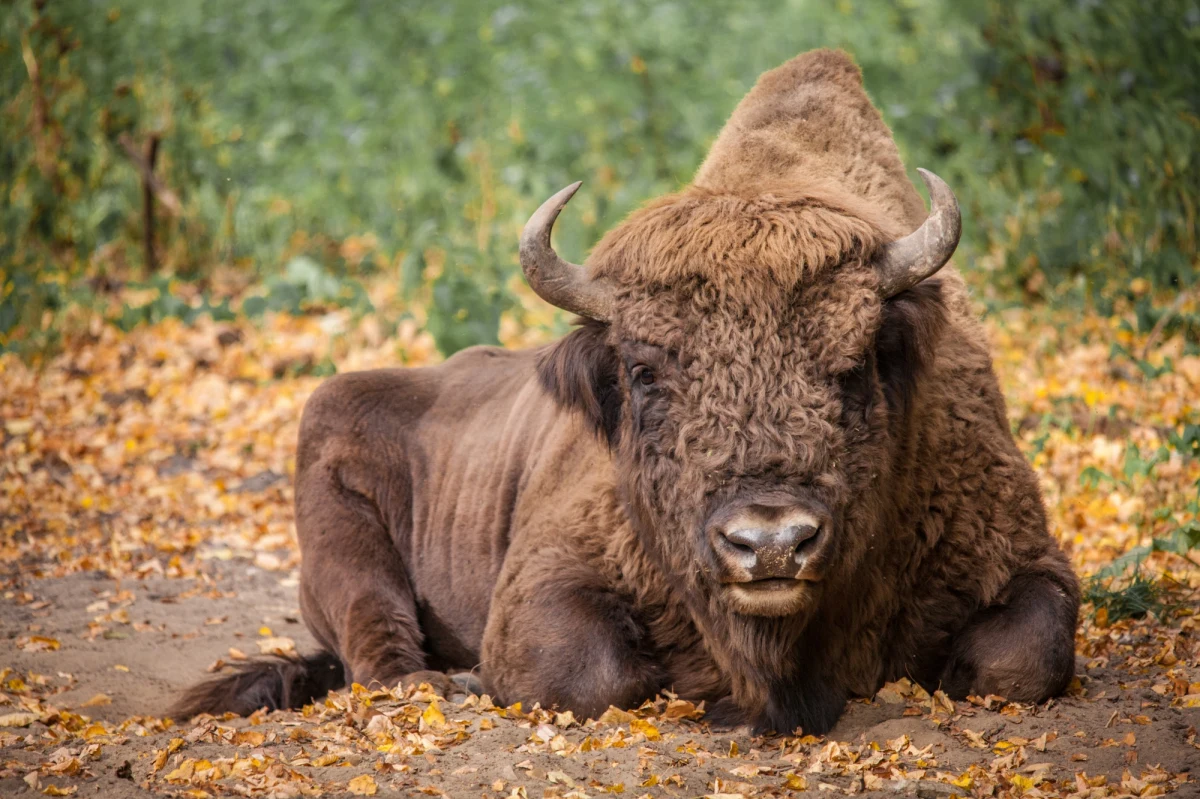 W okolicy Dębna znaleziono postrzelonego żubra, zwierzęcia nie udało się uratować. Przyrodnicy alarmują, że jest to kolejny przypadek kłusownictwa w regionie. Sprawa została zgłoszona na policję.