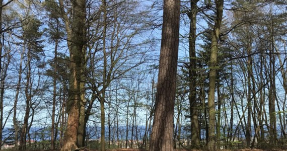 ​Sopot utwardzi szlaki turystyczne biegnące na terenie miasta przez Trójmiejski Park Krajobrazowy. Dziś podpisana została umowa w tej sprawie. Warte ponad 1,6 mln prace mają zostać zakończone w grudniu.