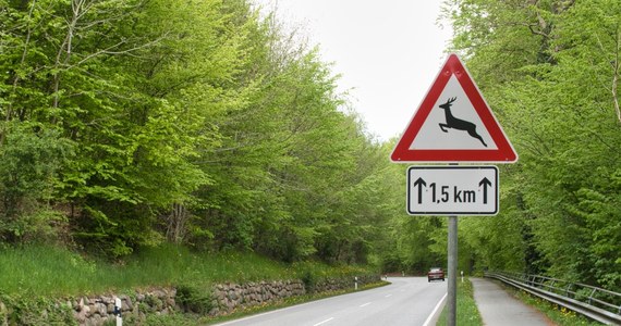 42-letni Polak zginął w nietypowym wypadku samochodowym na Słowacji. W nocy bus, którym podróżował zderzył się z jeleniem przebiegającym przez drogę. Róg jelenia przebił mu klatkę piersiową. 