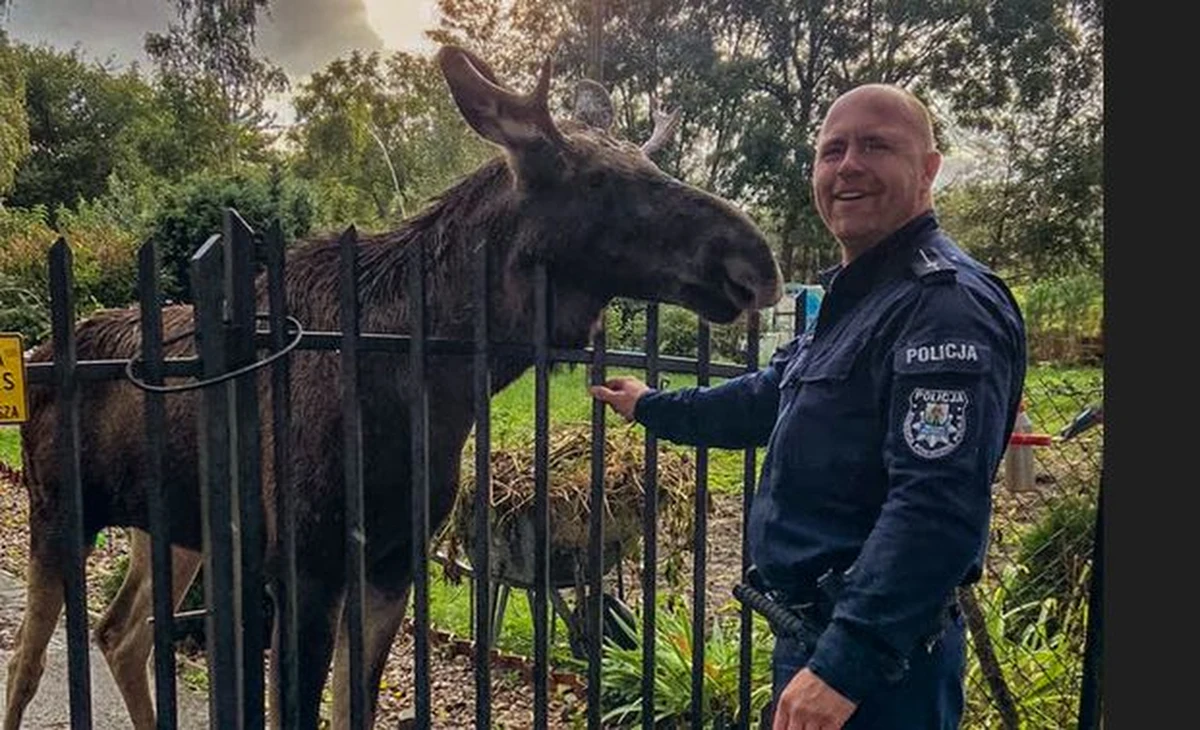 "Co się stało?"  - pytał troskliwie policjant łosia. Zwierzę wyczuło dobre intencje funkcjonariusza, pozwoliło się głaskać i okazało dużą ufność wobec mundurowego - tak wczorajsze zdarzenie w miejscowości Nowinki na Pomorzu opisuje nowodworska policja. Łoś, po interwencji policjantów, trafił do Ośrodka Dzikich Zwierząt w Jelonkach i jest już bezpieczny.

