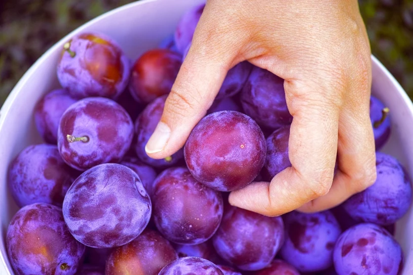 Plums lower cholesterol and boost gut health — a healthier sweet snack
