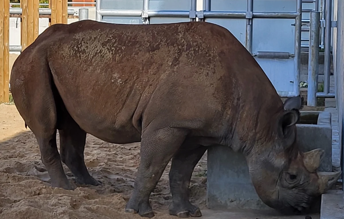 Jak oswoić nosorożca? To pytanie, nad którym głowili się opiekunowie z poznańskiego zoo. Od czerwca przebywają tam Eliasz i Jo, które trafiły do Poznania z czeskiego Safari Park Dvur Kralove. Potrzebują czasu, by oswoić się z przebywającymi w pawilonie tłumami, dlatego... słuchają radia.