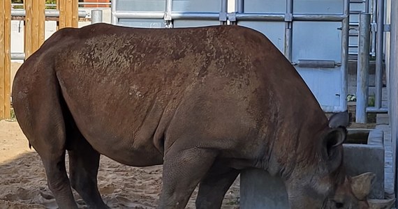 Jak oswoić nosorożca? To pytanie, nad którym głowili się opiekunowie z poznańskiego zoo. Od czerwca przebywają tam Eliasz i Jo, które trafiły do Poznania z czeskiego Safari Park Dvur Kralove. Potrzebują czasu, by oswoić się z przebywającymi w pawilonie tłumami, dlatego... słuchają radia.