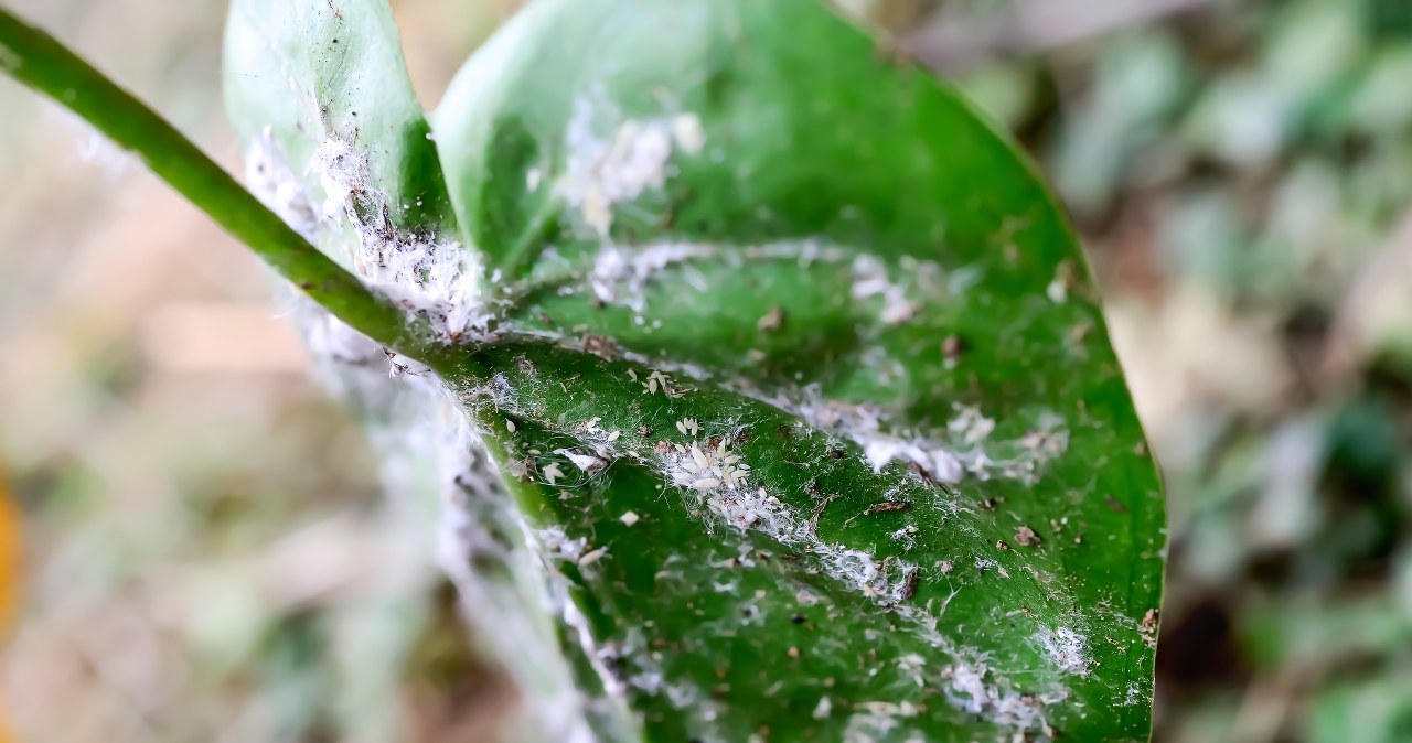 ​Widzisz taki nalot na roślinach doniczkowych? Nie czekaj, pozbądź się go czym prędzej