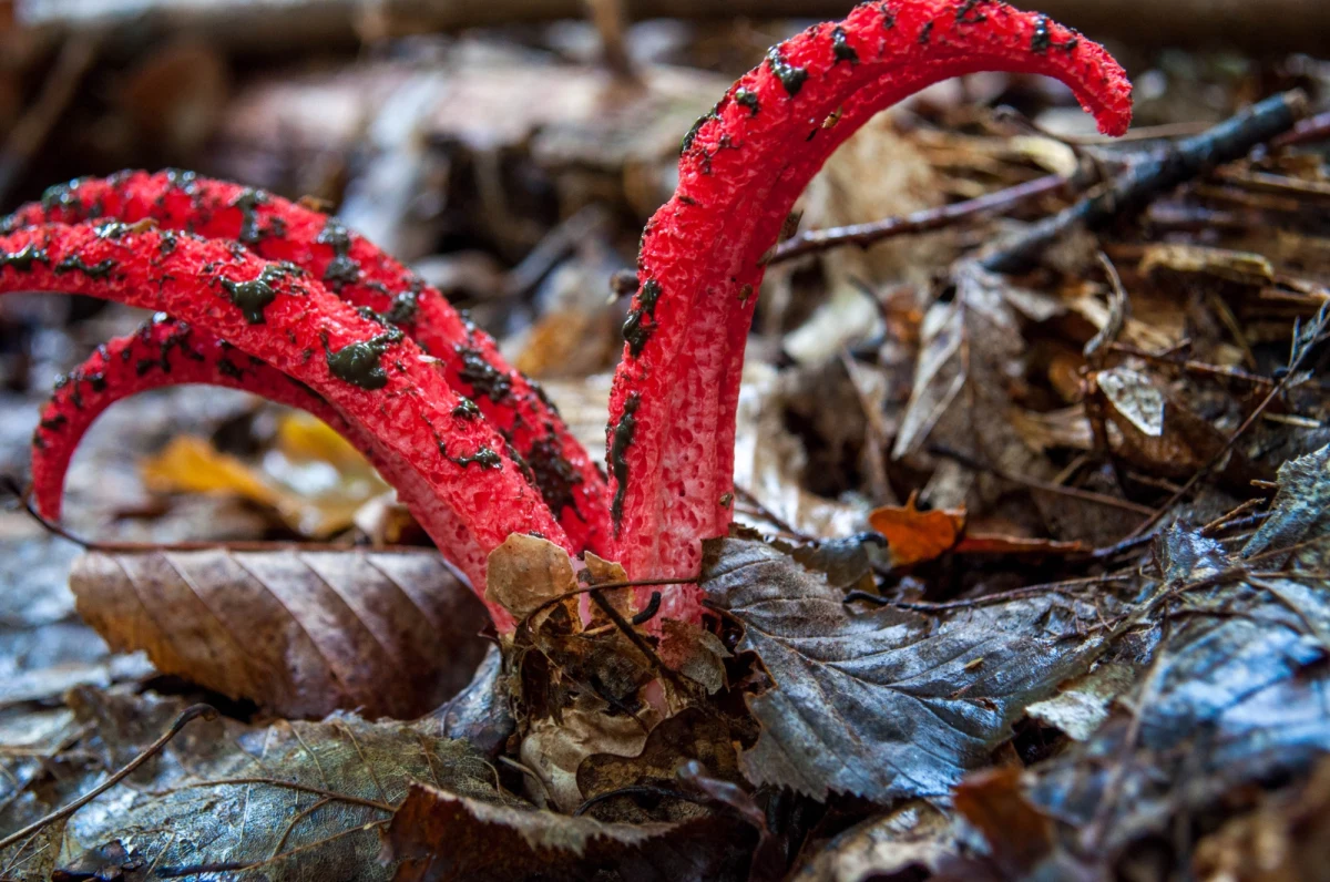 Można go spotkać od lipca do października w młodych lasach liściastych i mieszanych, najczęściej w sąsiedztwie brzozy brodawkowatej, sosny oraz topoli, osiki, w zaroślach, na obrzeżach dróg leśnych. Lubi dobrze nawożone, podmokłe i lekko piaszczyste gleby. Chodzi o okratka australijskiego, zwanego także palcami diabła.