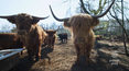 ''Rolnicy'': Wizyta w hodowli bydła szkockiej rasy Highland 