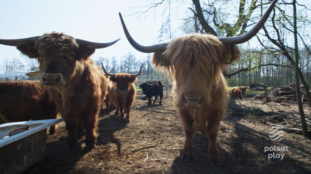 W Tarnawie na Dolnym Śląsku pani Karolina zajmuje się hodowlą bydła szkockiej rasy Highland. Razem z córką i bratem postanowiła pokazać nam je na wolnym wybiegu. Highlandery to bardzo niezwykłe zwierzęta. Cały program „Rolnicy’’ możecie zobaczyć TUTAJ!
