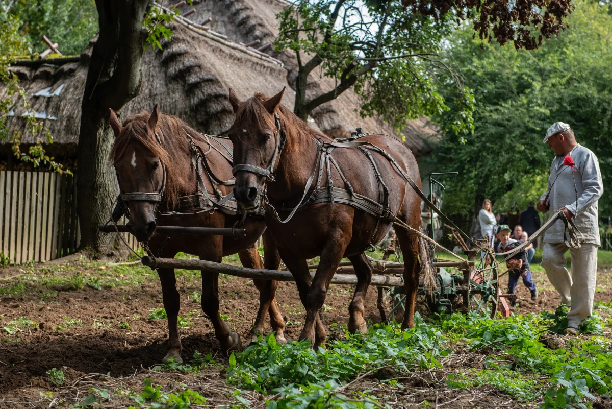 Pokaz ręcznego kopania ziemniaków przy użyciu motyki, porządkowanie  kartofliska i wreszcie ognisko, w którym ziemniaki można upiec - takie atrakcje czekały w niedzielę na odwiedzających Muzeum Wsi Lubelskiej.

