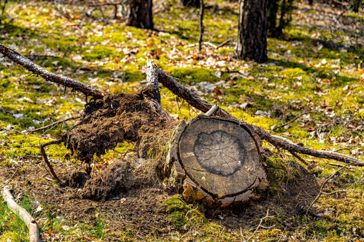 Do końca sierpnia br. Lasy Państwowe sprzedały 545 tys. m sześc. tzw. gałęziówki; to o 46 proc. więcej niż w 2021 r. - poinformowały Lasy Państwowe. Dodano, że o ponad 40 proc. wzrosła też sprzedaż grubszego drewna opałowego.