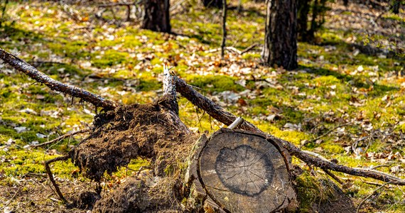 Do końca sierpnia br. Lasy Państwowe sprzedały 545 tys. m sześc. tzw. gałęziówki; to o 46 proc. więcej niż w 2021 r. - poinformowały Lasy Państwowe. Dodano, że o ponad 40 proc. wzrosła też sprzedaż grubszego drewna opałowego.
