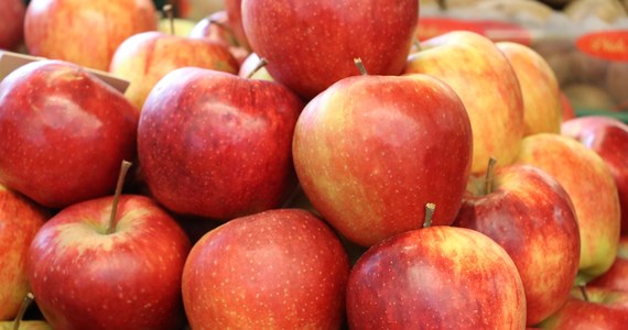 "Owoców jest dużo więcej niż możliwości ich zerwania" - tak aktualną sytuację w sadach opisują plantatorzy z południa Mazowsza. Właśnie rozpoczynają się tam zbiory polskich jabłek.