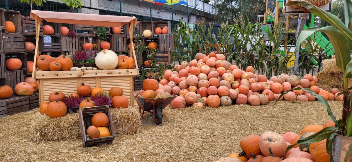 Tuż obok Publicznej Szkoły Podstawowej im. Kawalerów Orderu Uśmiechu w Śremiu (woj. wielkopolskie) stanęło miasteczko dyniowe. Nie tylko cieszy oko, ale spełnia też inne zadania. Do jego zbudowania wykorzystano aż 10 ton dyni.