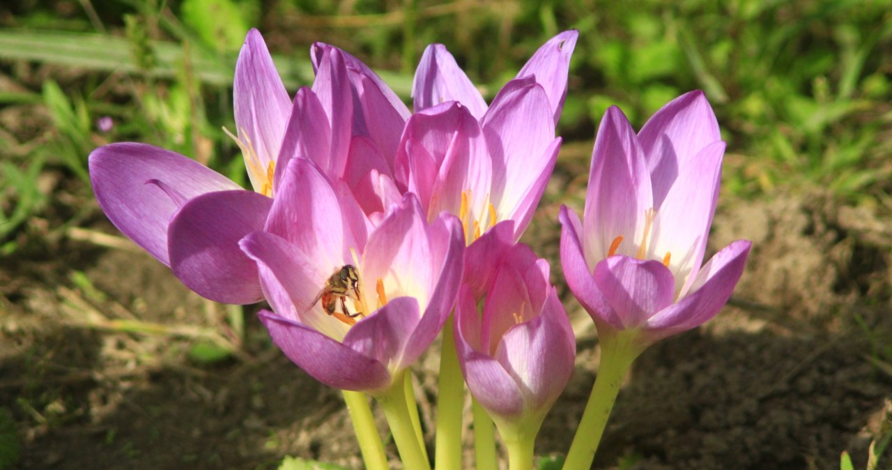 Posadź tę roślinę teraz. Jesienią sąsiadki będą ci zazdrościły barwnych rabatek