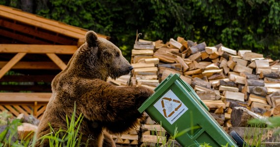 Tatrzańskie niedźwiedzie przygotowując się do zimy zwiększyły swoją aktywność w poszukiwaniu pożywienia i często są widywane w okolicach ludzkich osiedli. Władze Tatrzańskiego Parku Narodowego (TPN) apelują o usuwanie spadłych z drzew owoców, zabezpieczanie kompostowników i śmietników. Problematyczne niedźwiedzie są odstraszane gumowymi pociskami.