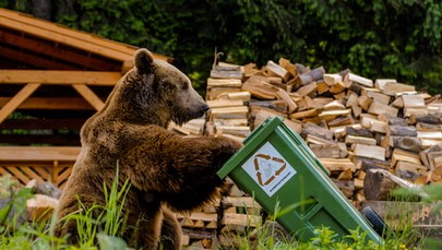 ​Niedźwiedzie przygotowują się do zimy i szukają jedzenia. Władze TPN apelują