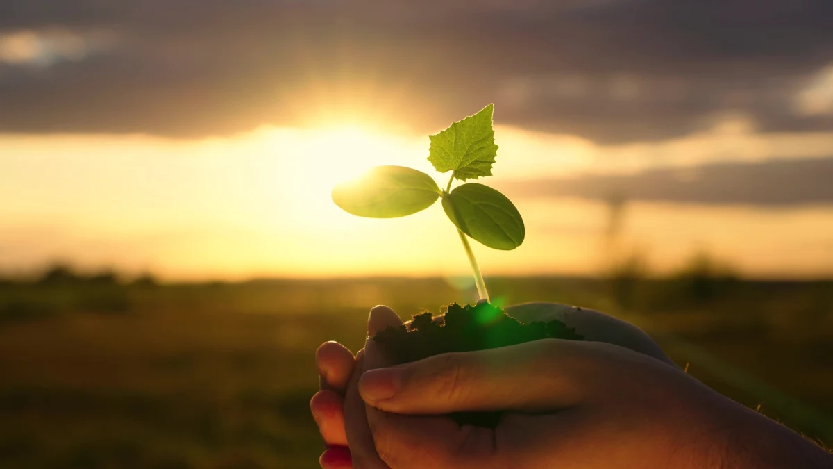 ​Nie potrzeba urny ani trumny. Kalifornia wkrótce zaoferuje nową opcję pochówku - w stalowym naczyniu, otoczonym wiórami drzewnymi, a to wszystko przeznaczone na kompost - podaje portal nbcnews.com.