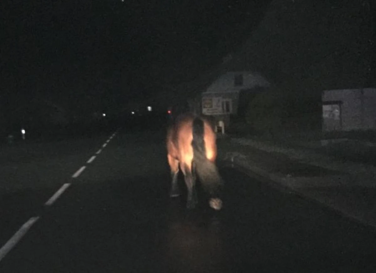 Nietypowa interwencja brzozowskich policjantów. Po drodze wojewódzkiej w Humniskach nocą błąkał się koń. Zwierzę szło raz lewym, raz prawym pasem, nie reagując na przejeżdżające samochody.

