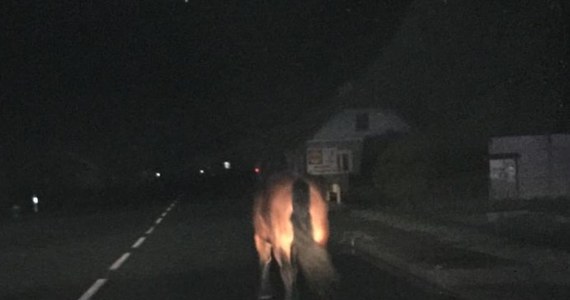 Nietypowa interwencja brzozowskich policjantów. Po drodze wojewódzkiej w Humniskach nocą błąkał się koń. Zwierzę szło raz lewym, raz prawym pasem, nie reagując na przejeżdżające samochody.

