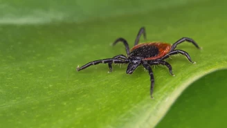 Naturalne sposoby na kleszcze. Tak uchronisz się przed ugryzieniem