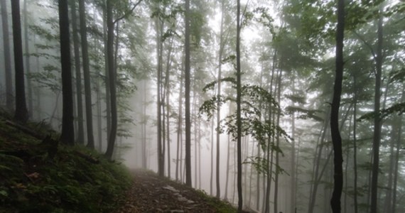 Po kilku dniach opadów w górach jest mokro i ślisko. Rano dodatkowo było mglisto. W ciągu dnia pogoda może się nieco poprawić, ale warunki na szlakach turystycznych są trudne – poinformowali ratownicy Grupy Beskidzkiej GOPR.