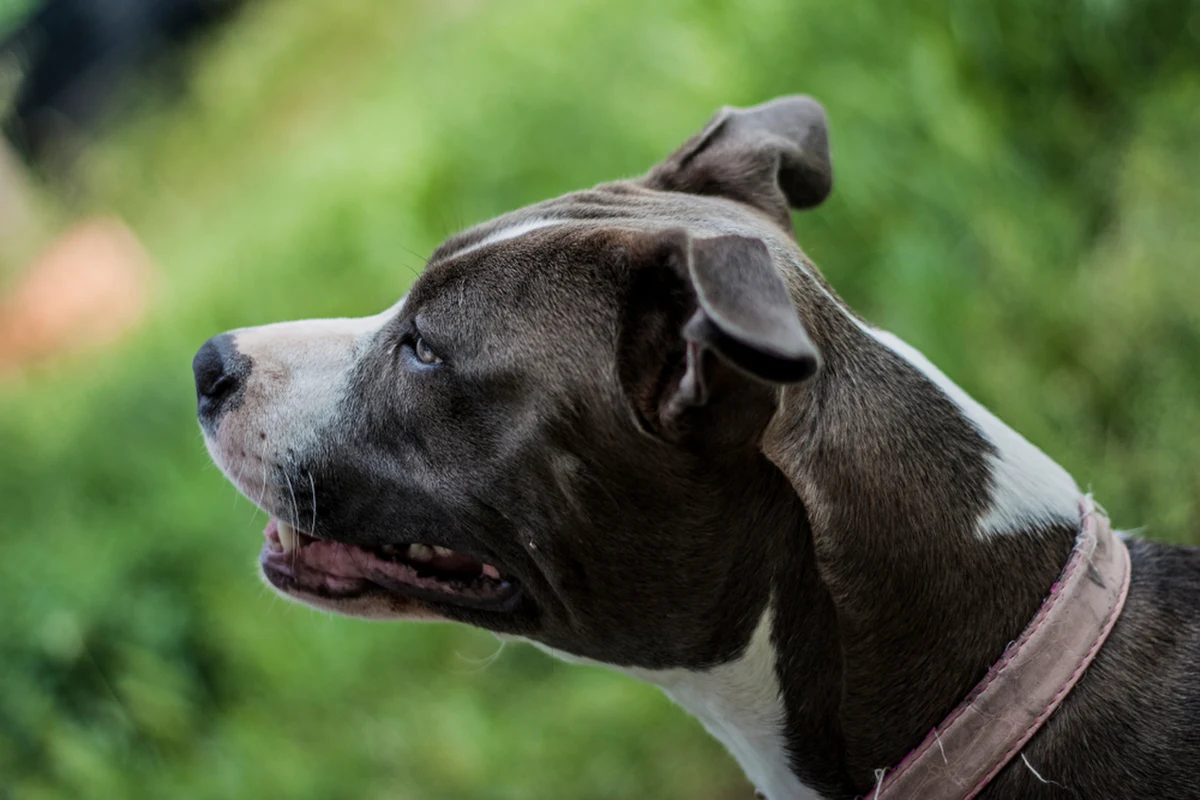 W nocy skradziono psa rasy amstaf, odebranego właścicielowi podczas zatrzymania go przez funkcjonariuszy Centralnego Biura Śledczego Policji – powiedziała Karolina Owczarek ze schroniska dla bezdomnych zwierząt w Wysocku Wielkim k. Ostrowa Wlkp. Do kradzieży - zdaniem pracownicy schroniska - musiało dojść w nocy z niedzieli na poniedziałek.
