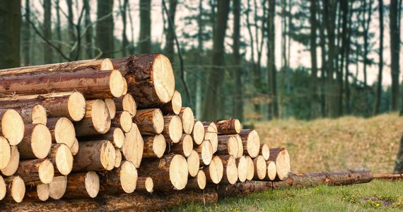 Polski przemysł drzewny jest w głębokim kryzysie - alarmują przedsiębiorcy. Właściciele firm wystosowali list do premiera Mateusza Morawieckiego, w którym proszą o traktowanie ich jak partnerów i niepodwyższanie cen drewna w Lasach Państwowych. 