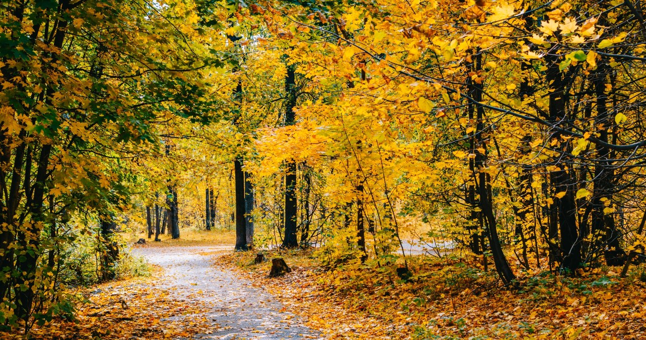 Na spacer i na wycieczkę rowerową. To miejsce jesienią zachwyca