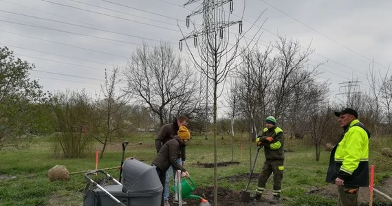 Dziś ruszyły zapisy do jesiennej odsłony akcji WROśnij we WROcław. To właśnie w jej ramach w sobotę, 22 października, już po raz 10. w stolicy Dolnego Śląska będzie można posadzić drzewa dla najmłodszych wrocławian. Na swoich patronów czeka około 300 drzew.