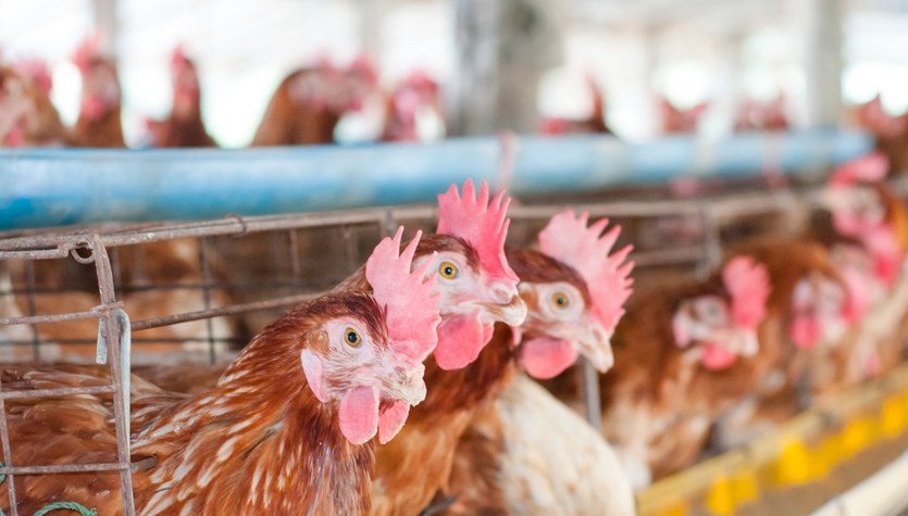 Número récord de brotes de gripe aviar en Europa