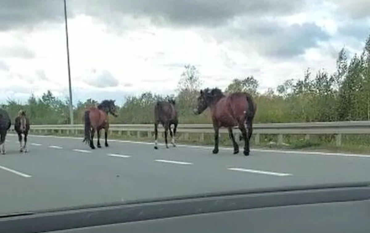 Do nietypowego zdarzenia doszło w okolicach Ełku. Na drodze krajowej nr 16 spacerowało... stado koni. Informację otrzymaliśmy na Gorącą Linię RMF FM.
